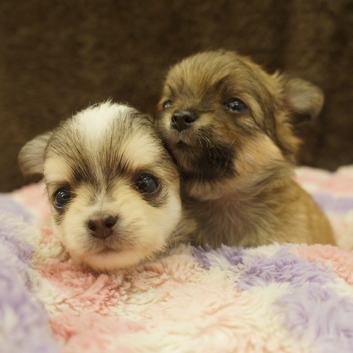 小田ブリーダー