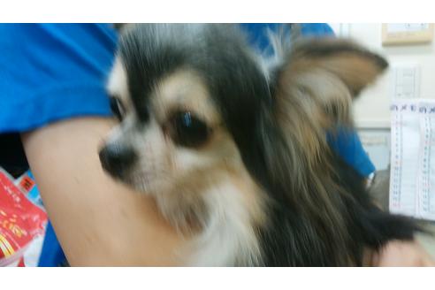 販売中のチワワの親犬