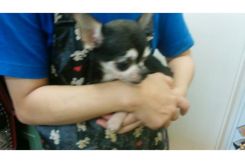 販売中のチワワの親犬