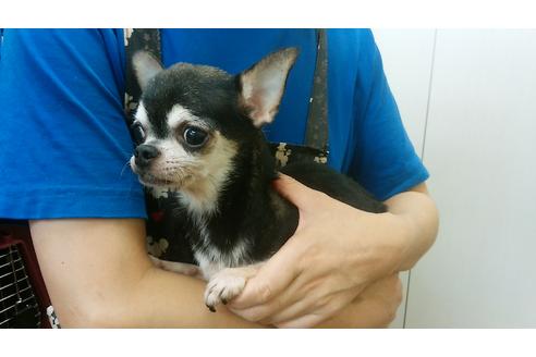 販売中のチワワの親犬