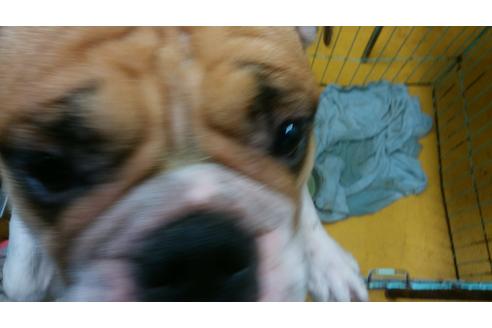 販売中のブルドッグの親犬