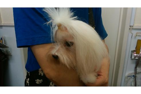 販売中のマルチーズの親犬