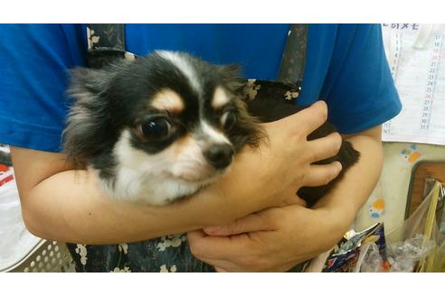 販売中のチワワの親犬