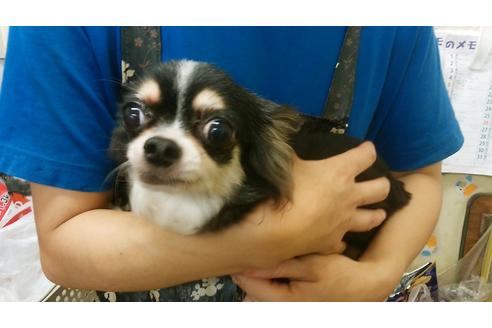 販売中のチワワの親犬