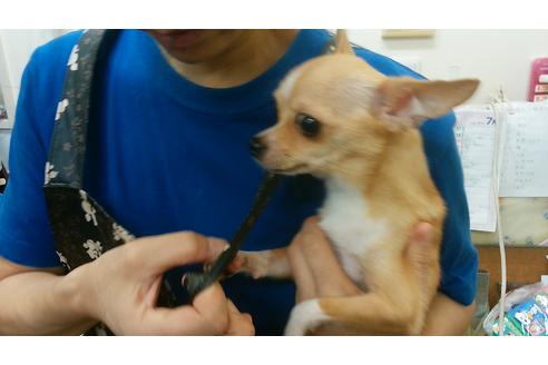 販売中のチワワの親犬