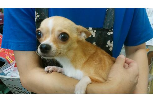 販売中のチワワの親犬