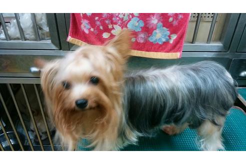 販売中のヨークシャーテリアの親犬