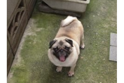 神奈川県でパグの子犬を探す ブリーダーナビ