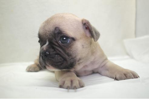 販売中のフレンチブルドッグの親犬