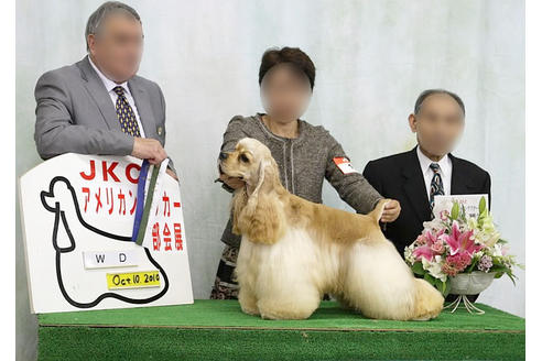 販売中のアメリカンコッカースパニエルの親犬
