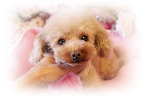 販売中のトイプードルの親犬