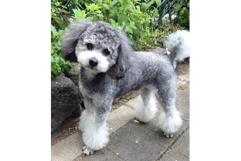 販売中のトイプードルの親犬