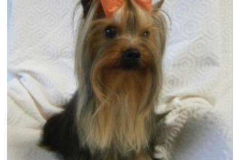 販売中のヨークシャーテリアの親犬