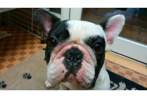 販売中のフレンチブルドッグの親犬