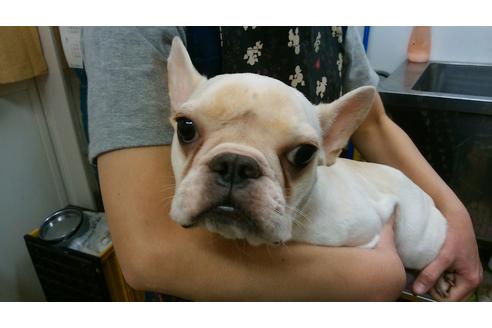 販売中のフレンチブルドッグの親犬