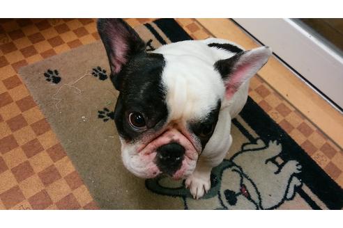 販売中のフレンチブルドッグの親犬