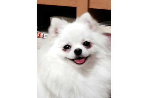 販売中のポメラニアンの親犬