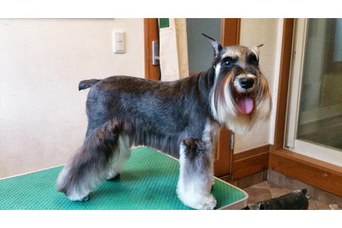 販売中のミニチュアシュナウザーの親犬