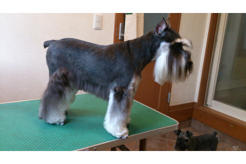 販売中のミニチュアシュナウザーの親犬