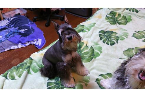 販売中のミニチュアシュナウザーの親犬