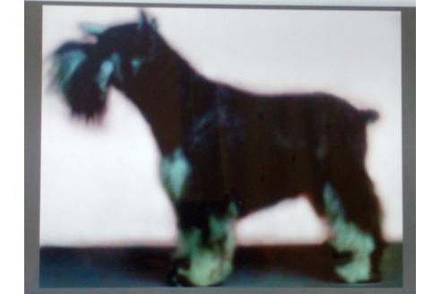 販売中のミニチュアシュナウザーの親犬