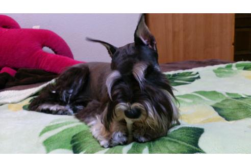 販売中のミニチュアシュナウザーの親犬