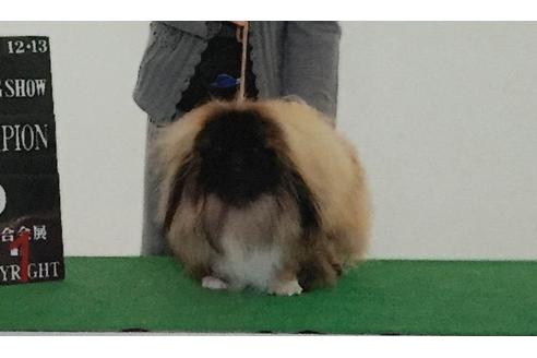 販売中のペキニーズの親犬