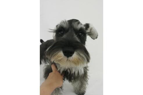 販売中のミニチュアシュナウザーの親犬