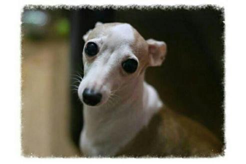 販売中のイタリアングレーハウンド(イタグレ)の親犬