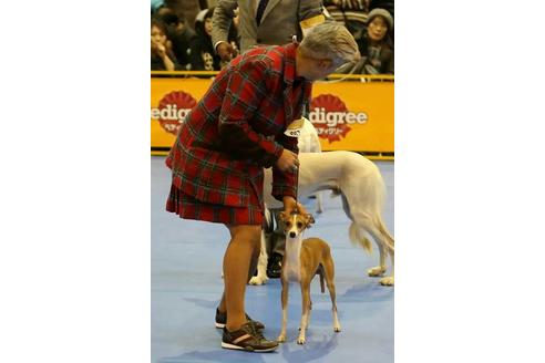 販売中のイタリアングレーハウンド(イタグレ)の親犬
