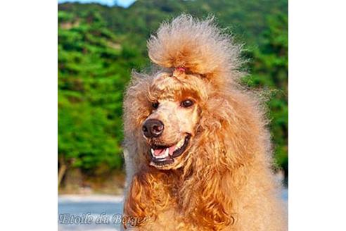 販売中のスタンダードプードルの親犬