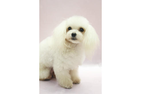 販売中のトイプードルの親犬