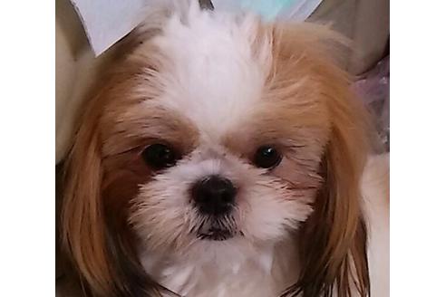 販売中のシーズーの親犬