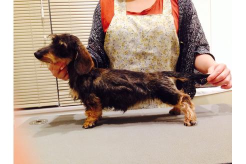 販売中のカニンヘンダックスフンドの親犬