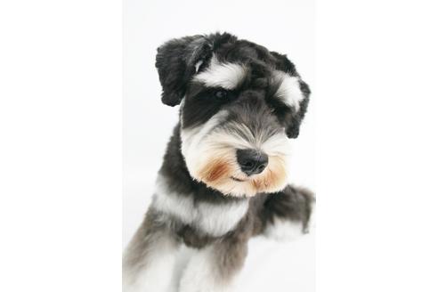 販売中のミニチュアシュナウザーの親犬