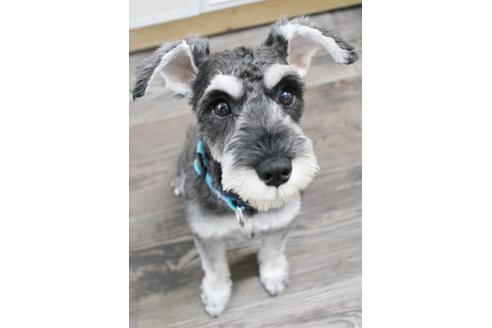 販売中のミニチュアシュナウザーの親犬