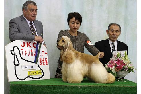 販売中のアメリカンコッカースパニエルの親犬
