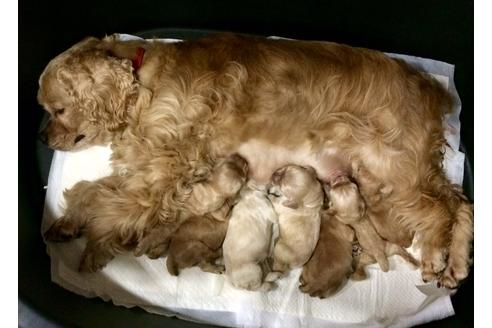 販売中のアメリカンコッカースパニエルの親犬