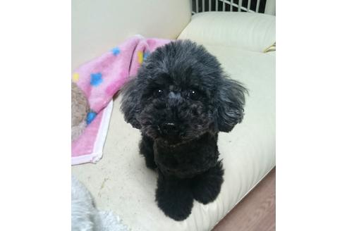 販売中のトイプードルの親犬