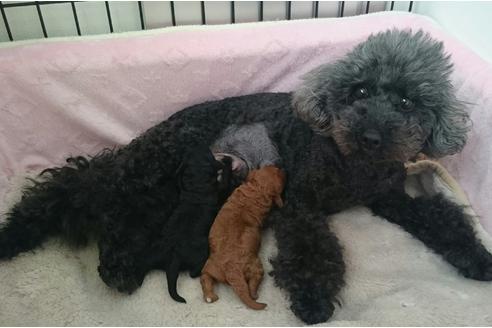 販売中のトイプードルの親犬