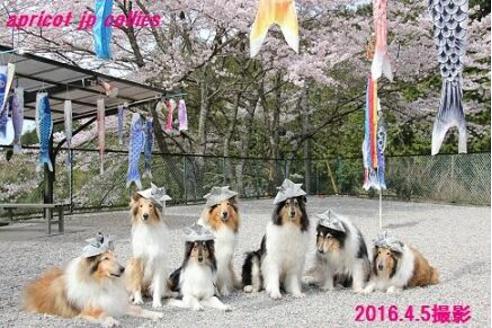 野々山充ブリーダーの詳細