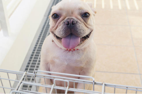 販売中のフレンチブルドッグの親犬