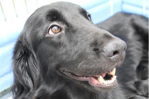 販売中のフラットコーテッドレトリーバーの親犬