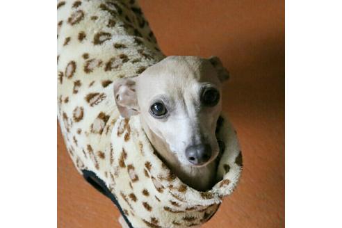 販売中のイタリアングレーハウンド(イタグレ)の親犬