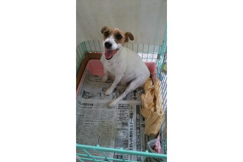 販売中のジャックラッセルテリアの親犬