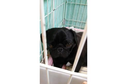 販売中のパグの親犬