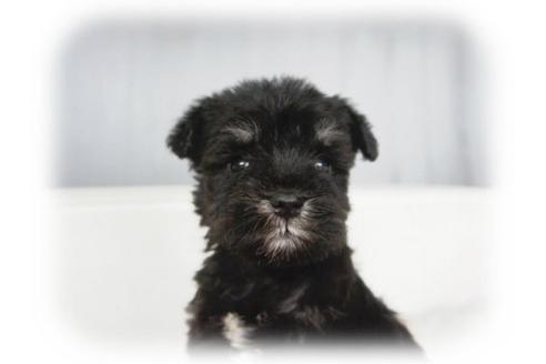 オーダー受付　シュナウザー　9/2 関西でミニチュアシュナウザーの子犬を探す（757ページ目