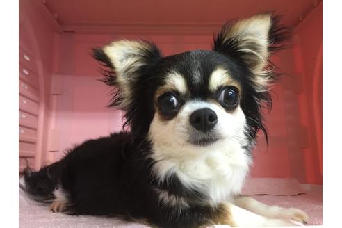 販売中のチワワの親犬