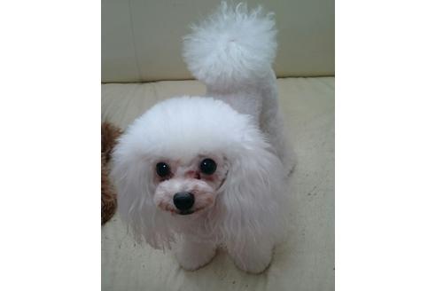 販売中のトイプードルの親犬