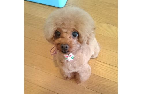 販売中のトイプードルの親犬
